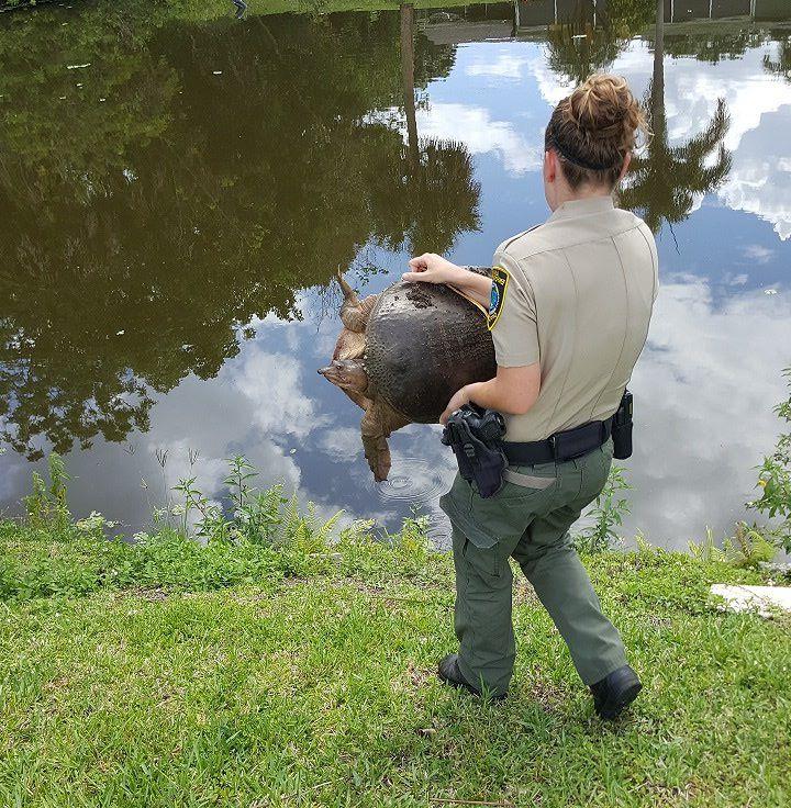 瓦拉姆警官放了一只软壳龟